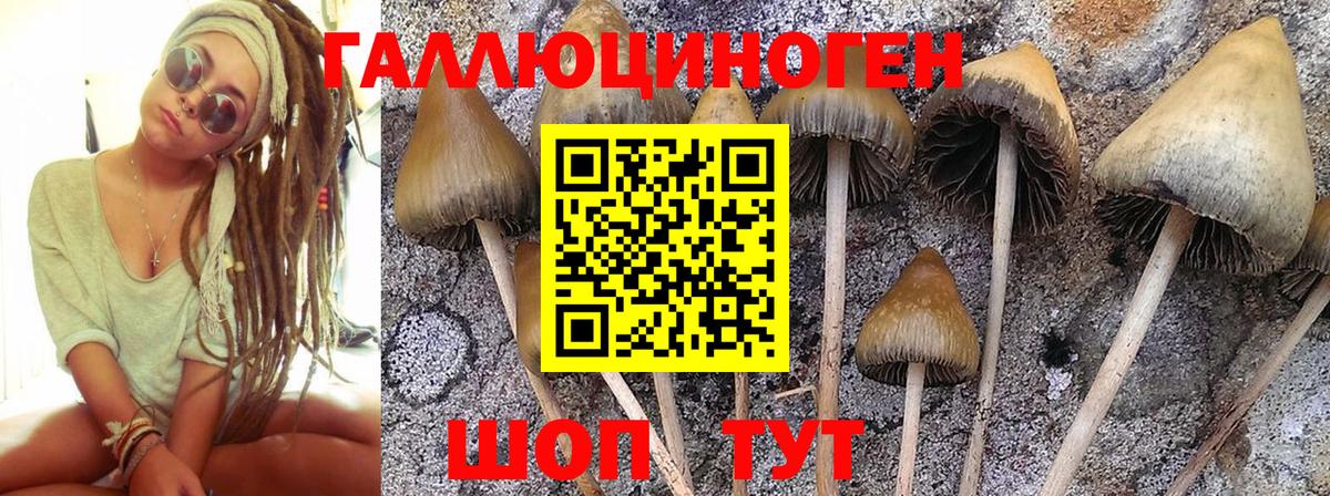 Псилоцибиновые грибы Cubensis  Вход с VPN  Галлюциногенные грибы мухоморы  Гусев 